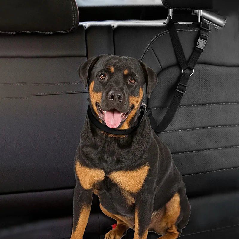 Laisse chien | Ceinture de sécurité pour voiture - ECO HARMONIE CANIN