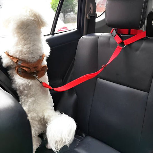 Laisse chien | Ceinture de sécurité pour voiture - ECO HARMONIE CANIN