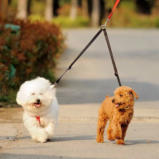 Laisse double pour chien | Coupleur - ECO HARMONIE CANIN