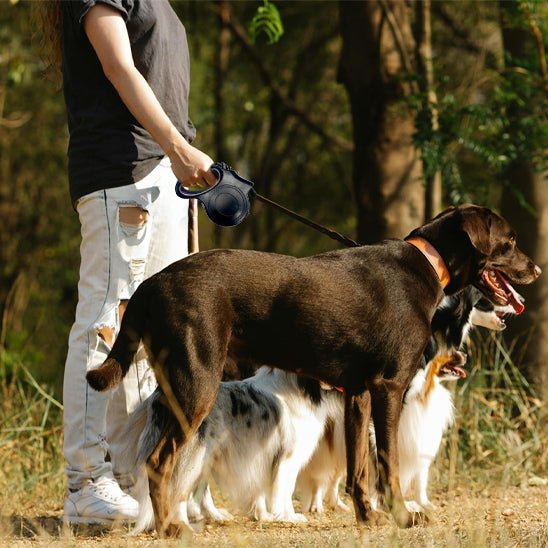Laisse pour chien |Éclairée - ECO HARMONIE CANIN