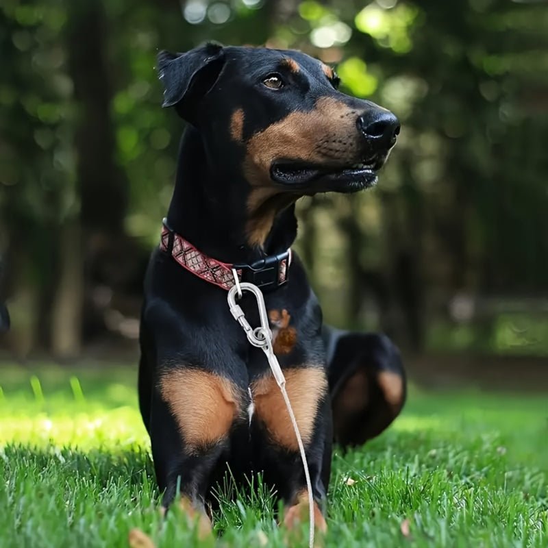 Longe pour chien | câble d'attache anti évasion - ECO HARMONIE CANIN