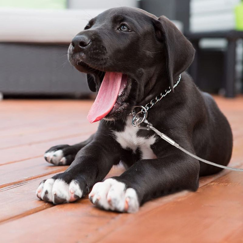 Longe pour chien | câble d'attache anti évasion - ECO HARMONIE CANIN