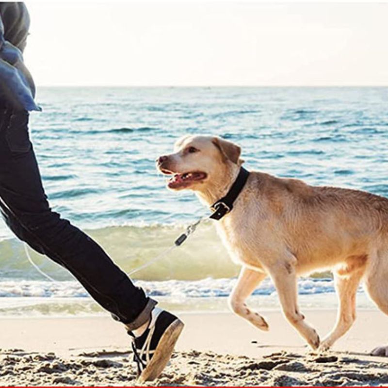 Longe pour chien | câble d'attache anti évasion - ECO HARMONIE CANIN