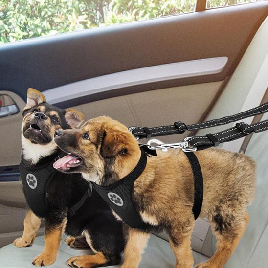 Une laisse pour chien | Bissur™ - ECO HARMONIE CANIN