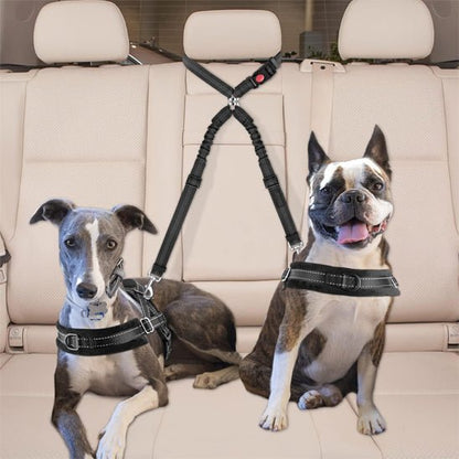 Une laisse pour chien | Bissur™ - ECO HARMONIE CANIN