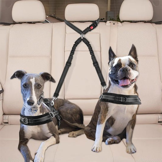 Une laisse pour chien | Bissur™ - ECO HARMONIE CANIN